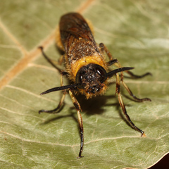 Eriotremex formosanus