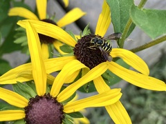 Paranthidium jugatorium