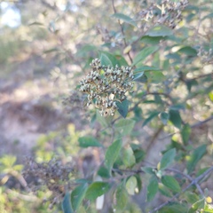 Buddleja parviflora