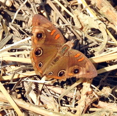 Junonia stemosa