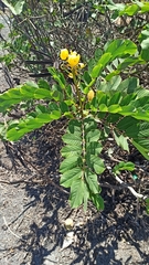 Senna alata