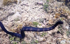 Emydocephalus annulatus