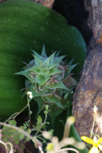 Image of Massonia bifolia by (c) Tony Rebelo, some rights reserved (CC BY-SA)