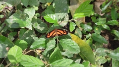 Castilia eranites