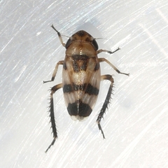 Anoscopus serratulae