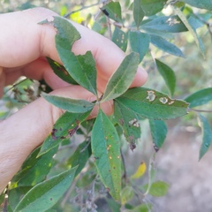 Buddleja parviflora