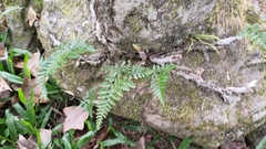 Davallia griffithiana