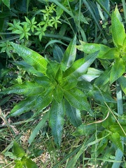 Ludwigia elegans