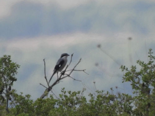 Alcaudón real (Lanius meridionalis)