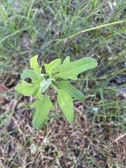 Chenopodium ficifolium