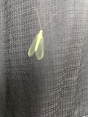 Chrysopa quadripunctata