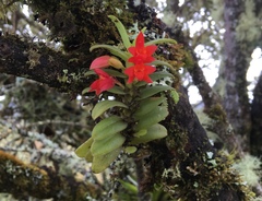 Fernandezia sanguinea