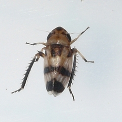 Anoscopus serratulae