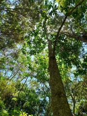 Melicope elleryana