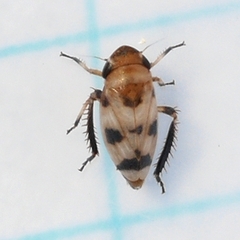 Anoscopus serratulae