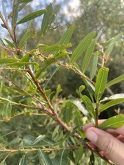 Phyllanthus sellowianus