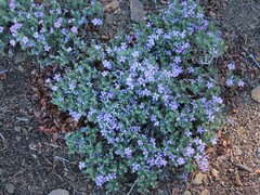Phlox diffusa