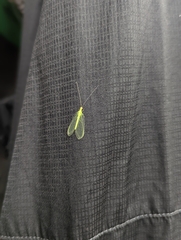 Chrysopa quadripunctata