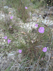 Agalinis edwardsiana