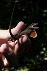 Anolis sagrei sagrei