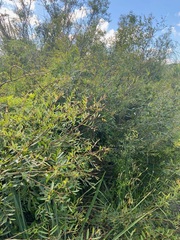 Phyllanthus sellowianus