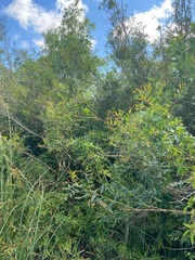 Phyllanthus sellowianus