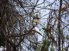 Gustavia angustifolia