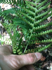 Dryopteris erythrosora