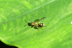 Ropalidia ornaticeps