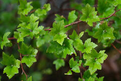 Ribes alpinum