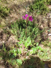 Pelargonium rodneyanum