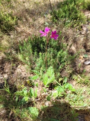 Pelargonium rodneyanum