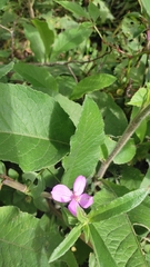 Arthrostemma ciliatum