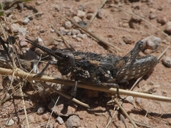 Pycnostictus seriatus