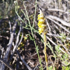 Deiregyne densiflora