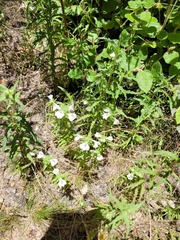 Bellardia trixago