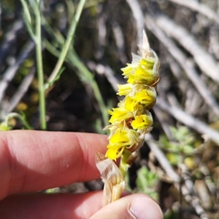 Deiregyne densiflora