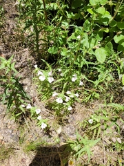 Bellardia trixago