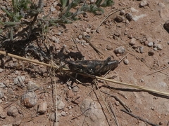 Pycnostictus seriatus