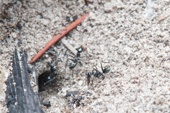 Iridomyrmex bicknelli