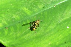 Ropalidia ornaticeps