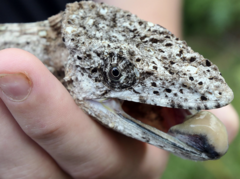 Anolis chamaeleonides