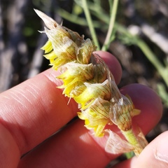 Deiregyne densiflora