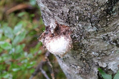 Fomitopsis betulina