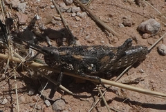 Pycnostictus seriatus