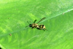 Ropalidia ornaticeps