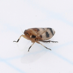 Anoscopus serratulae