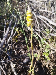 Deiregyne densiflora