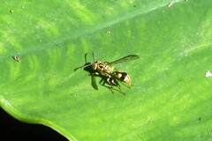 Ropalidia ornaticeps