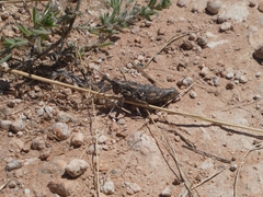 Pycnostictus seriatus